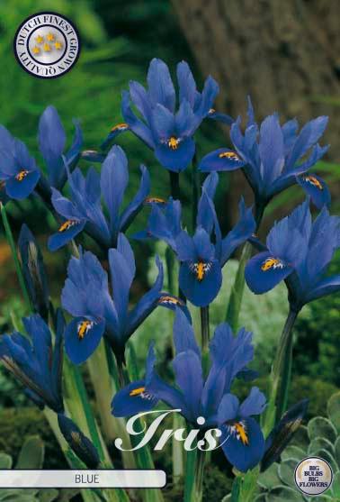 Iris Reticulata blå - 15 stk blomsterløk