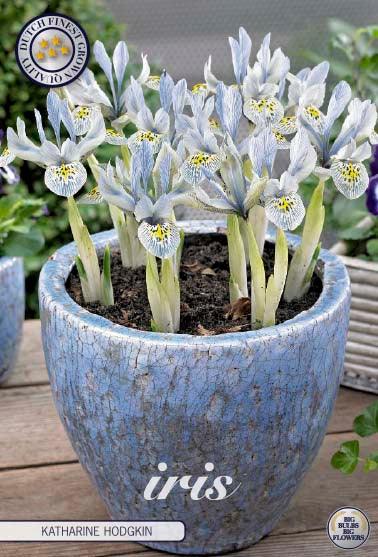 Iris Reticulata 'Katharina Hodgkin' - 10 stk blomsterløk