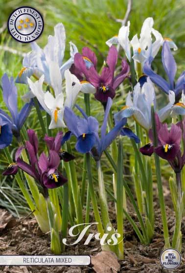 Iris Reticulata mikspakke - 15 stk blomsterløk