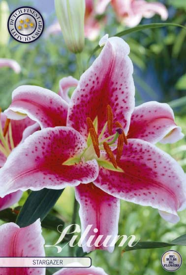 Orientalsk lilje 'Stargazer' - 2 blomsterløk av lilje