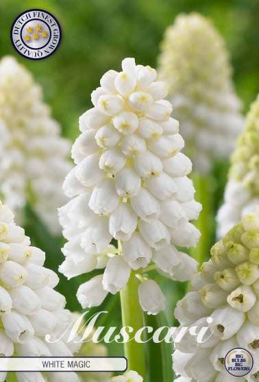 Muscari 'White Magic' - 10 stk. blomsterløk av perleblomst