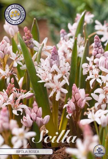 Russeblåstjerne Scilla 'Bifolia Rosea' - 10 stk. blomsterløk